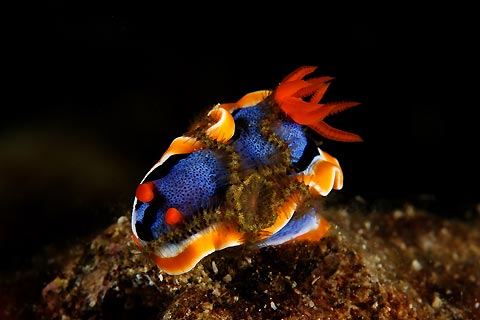 Nudibranch and Brittlestar