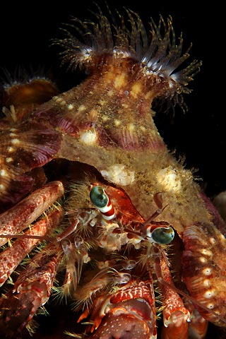 Anemone Hermit Crab