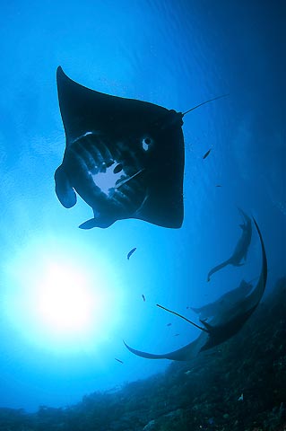 Giant Manta