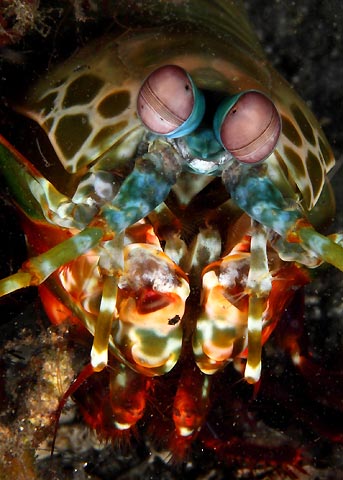 Mantis Shrimp