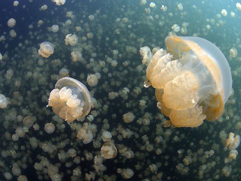 Jellies