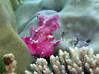 Leafy Scorpionfish