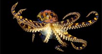 Blue-ringed Octopus
