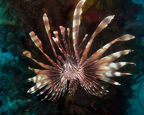 Majestic lionfish