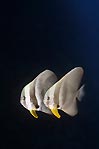 Batfish