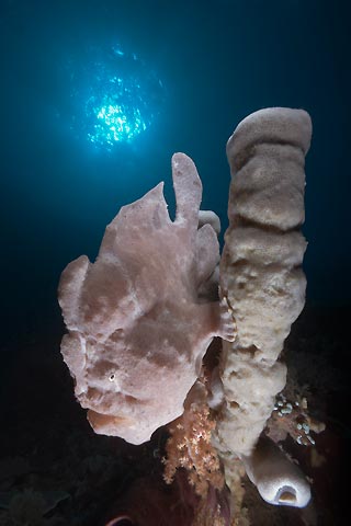 Blue Frogfish