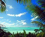 Palm trees on turquois ocean