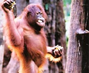 Orang Utan at feeding station