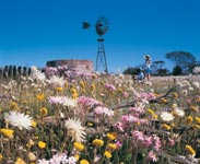 Wildflowers - Photo and Text courtesy of Western Australian Tourism Commission - <a href=