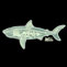 Shark X-ray