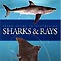 Field Guide to Australian Sharks and Rays